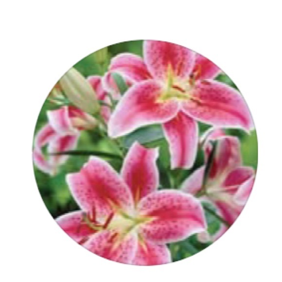 Meet your Posher, LiLyVen - Picture 1 of 1